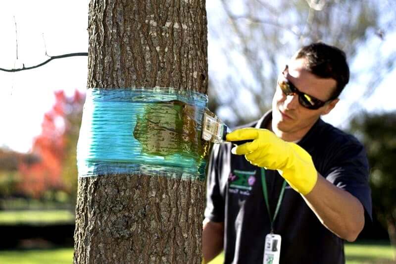 What can you use to kill a tree without cutting it