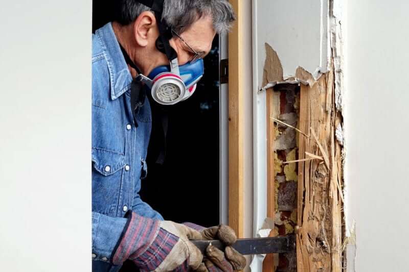 What should you do if termites are in your walls