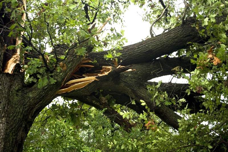 When can you not repair a lightning struck tree