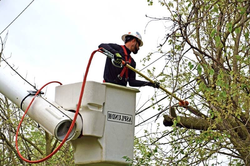 Who is responsible for trimming trees near power lines