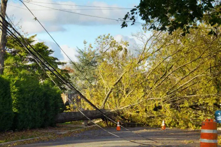 what-to-do-if-a-tree-falls-on-your-powerlines-action-checklist
