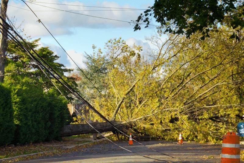 Who removes a tree that has fallen on power lines