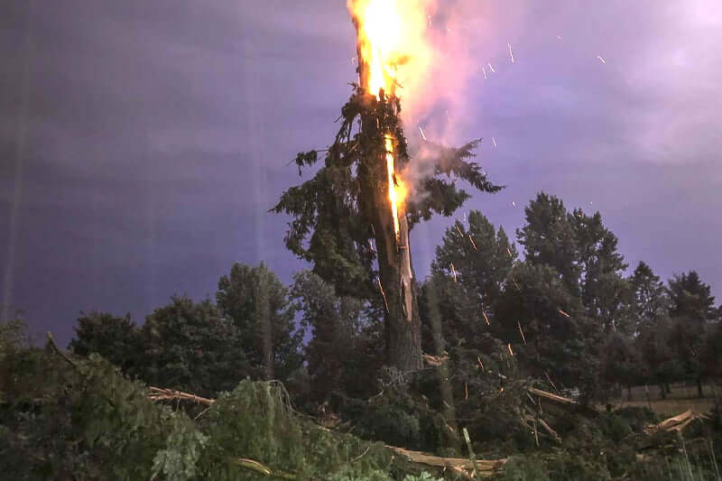Why Does Lightning Strike Trees