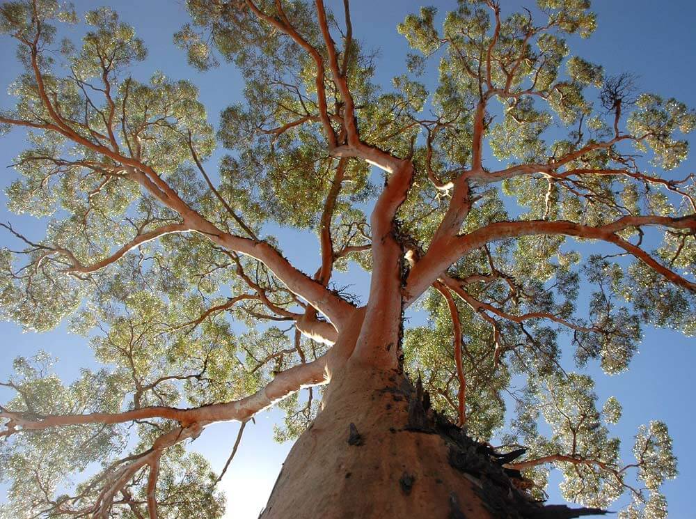 Why is my gum tree dying