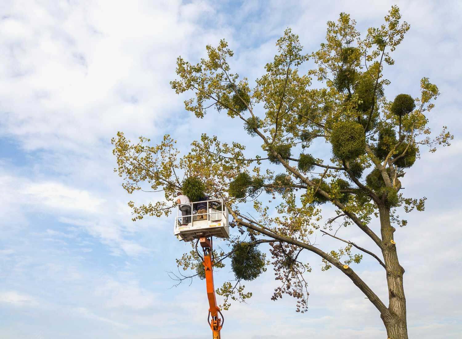 experts cutting down a large tree