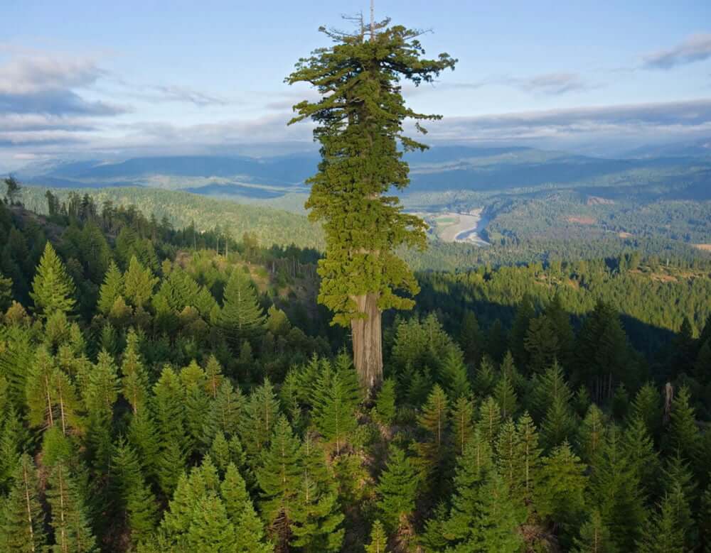 hyperion tallest tree in the world