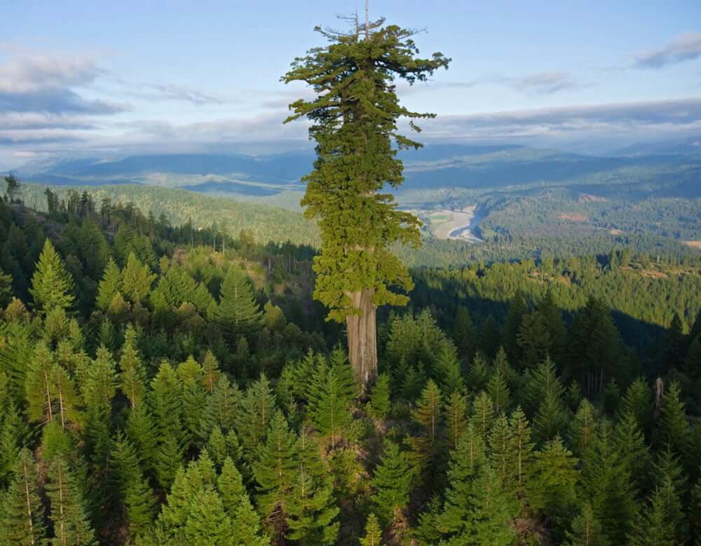 What is the Tallest Tree in the World? Mind Blown!