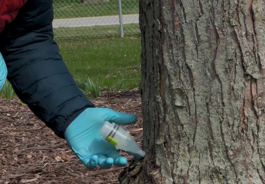 injecting a tree