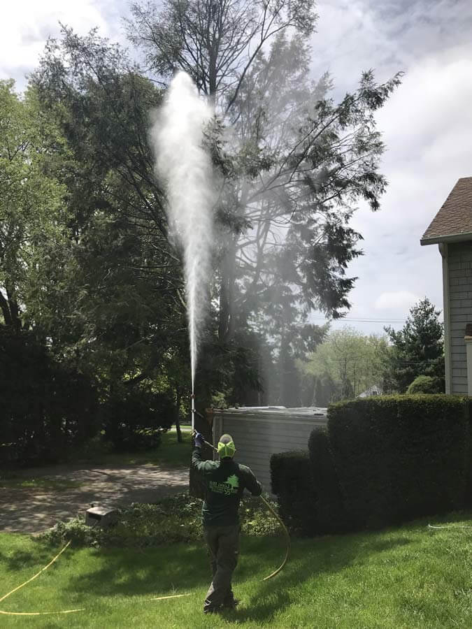 spray chemicals on trees foliage