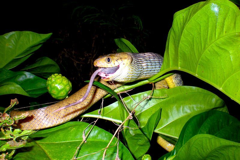 Advantages of Biological pest control