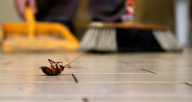 Best pest control technique for roaches