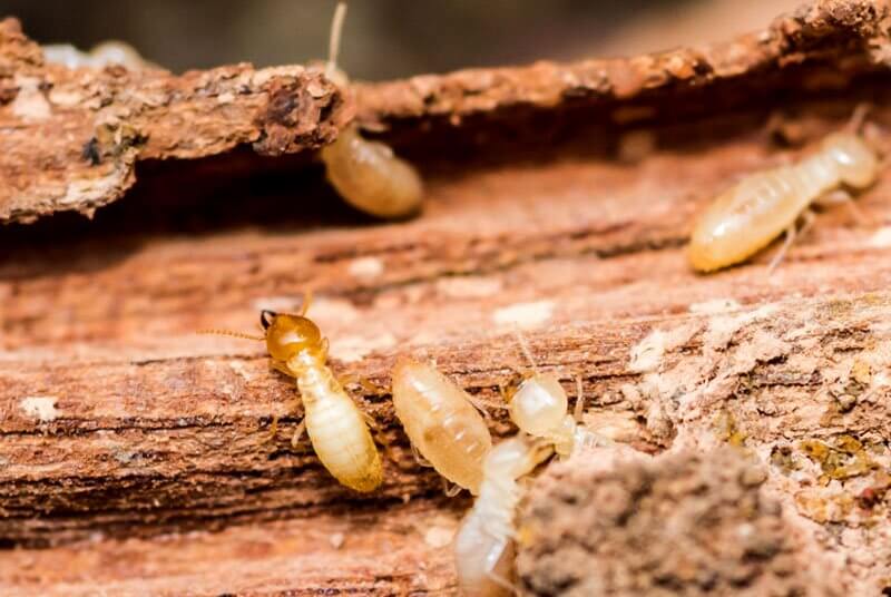 Can termites go on their own