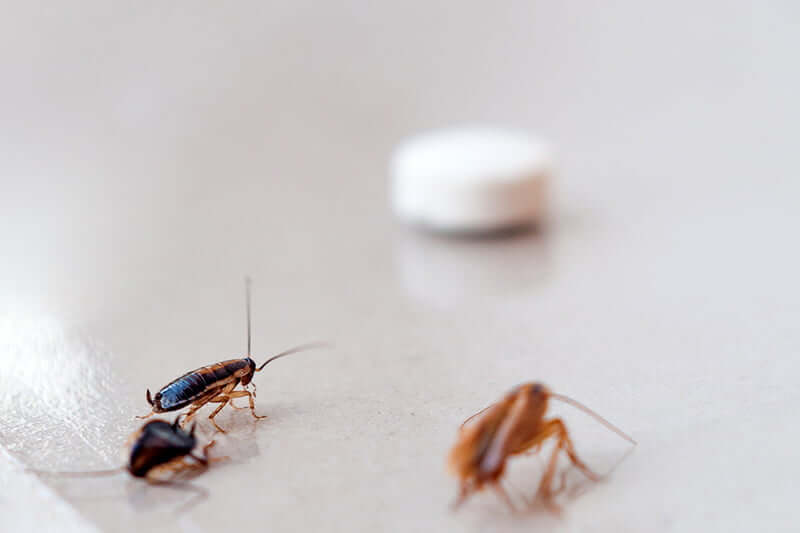 DIY roach removal