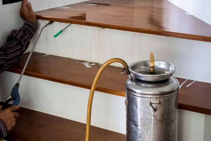 Do Termites Come Back After Treatment