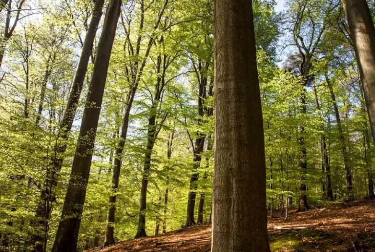 Parts of a Tree Trunk Anatomy & Function