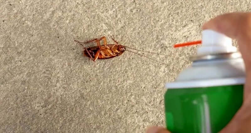 Home remedies to eliminate roaches