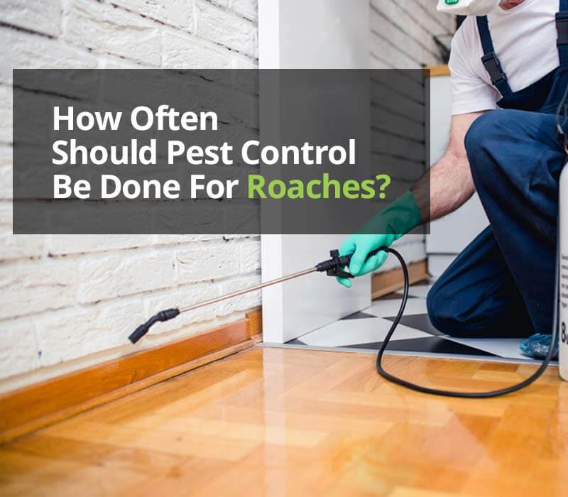 How Often Should Pest Control Be Done For Roaches