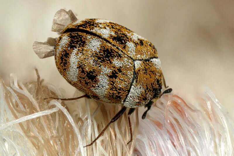 How To Get Rid of Carpet Beetles