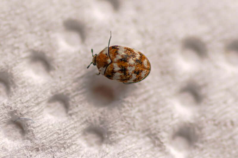 How do you know that you need to get rid of carpet beetles