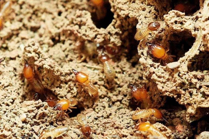 How long does the swarming season last
