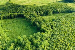 How many trees were there before humans