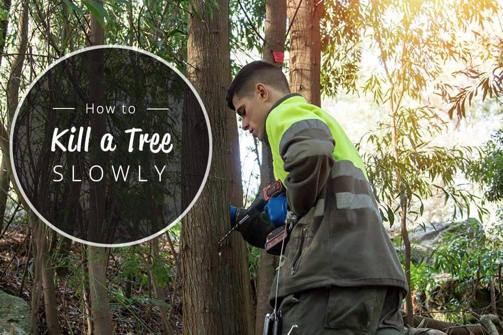 How to kill a tree slowly