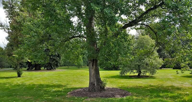 Hybrid Poplar