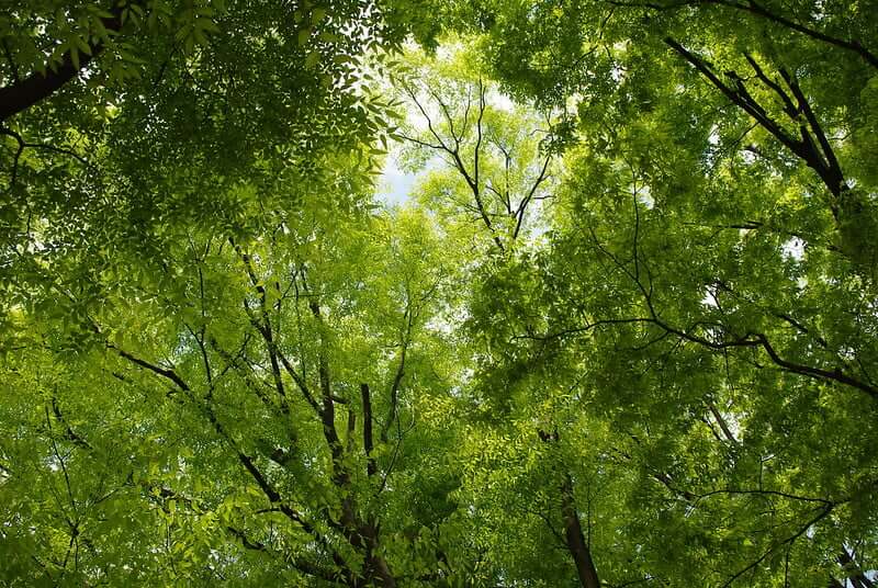 Japanese zelkova