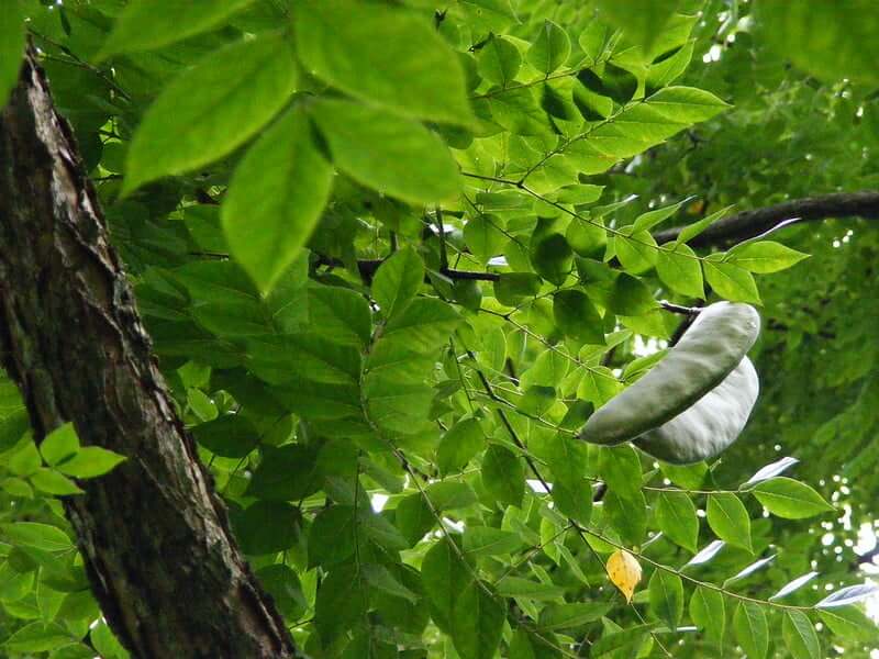 Kentucky coffeetree