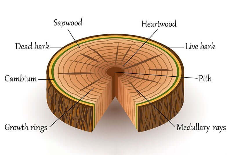 Parts of a tree trunk