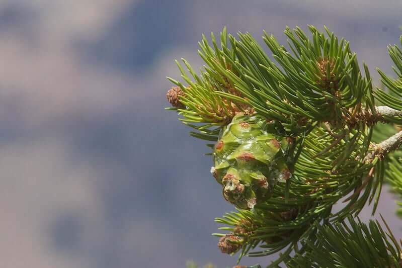 Pinyon Pine