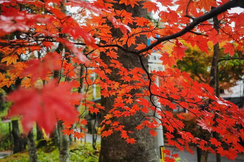 Red Maple