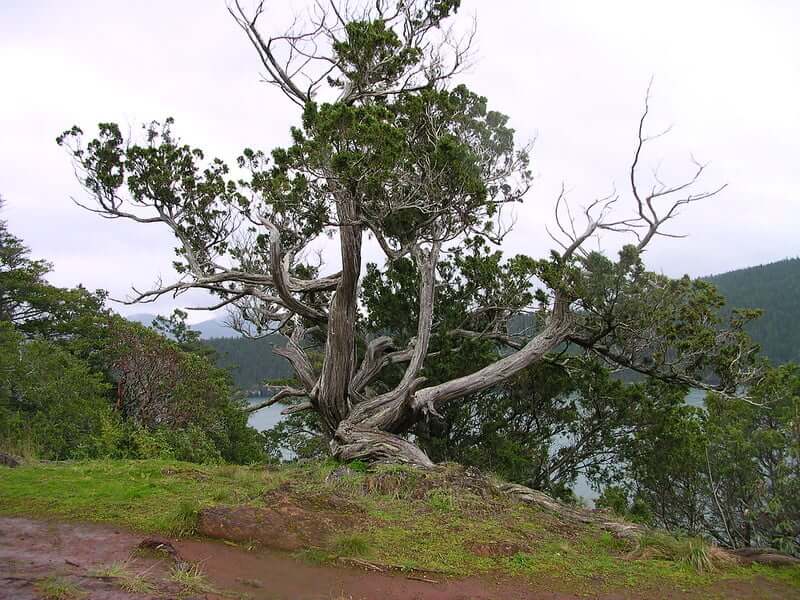 Rocky Mountain Juniper