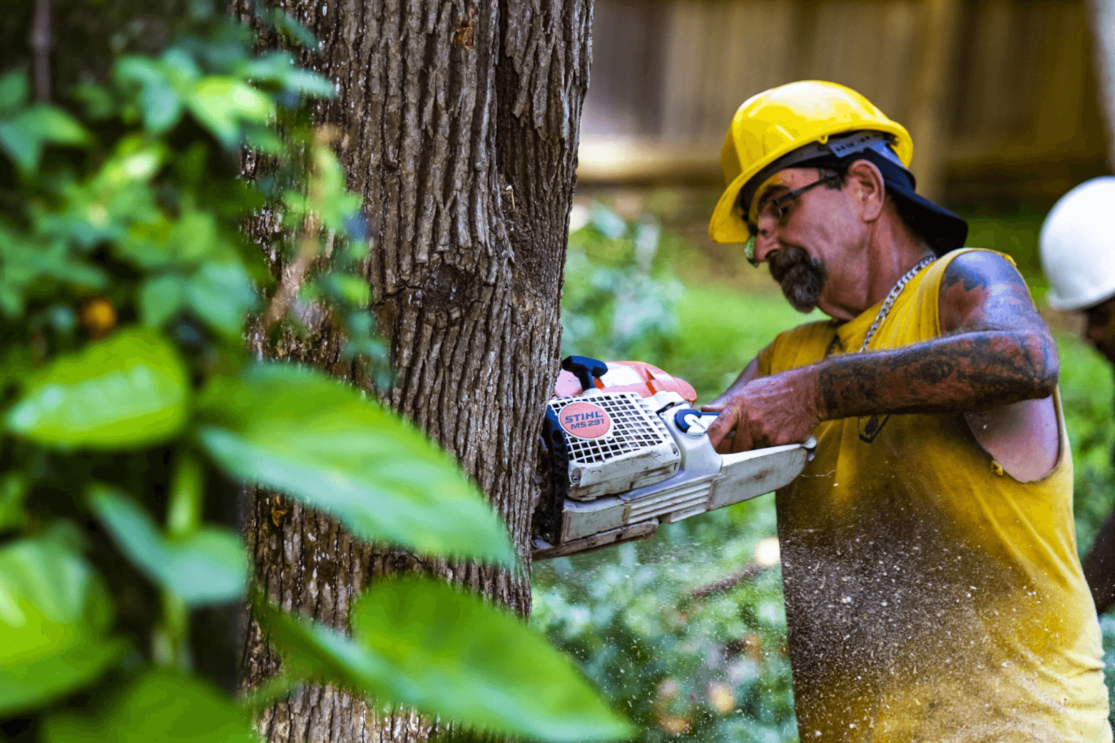 Tree Removal Cost in Orange County