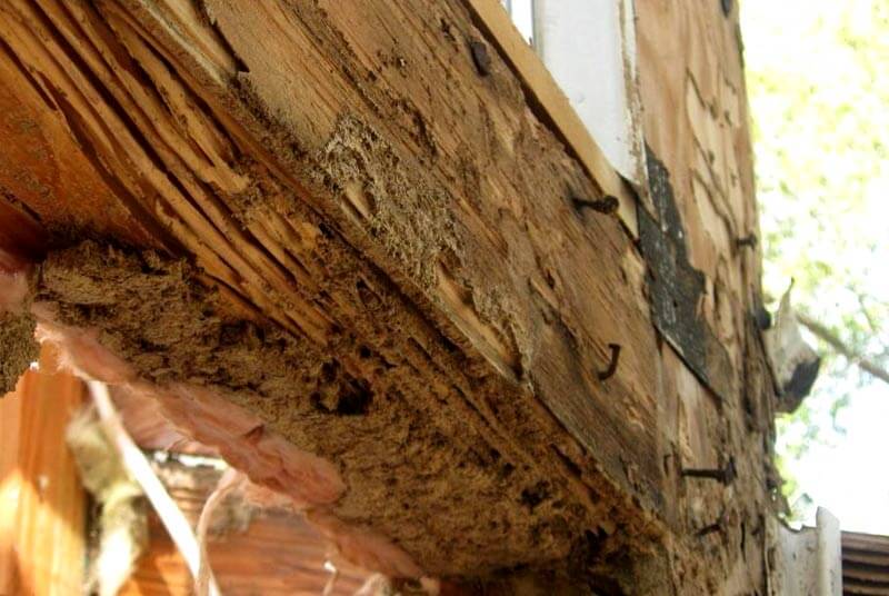 What Attracts Termites to a House
