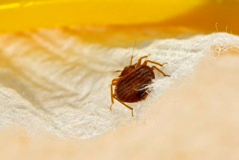 What if I’m Still Seeing Bugs After Pest Control