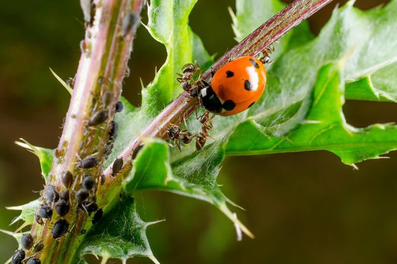 What is biological pest control