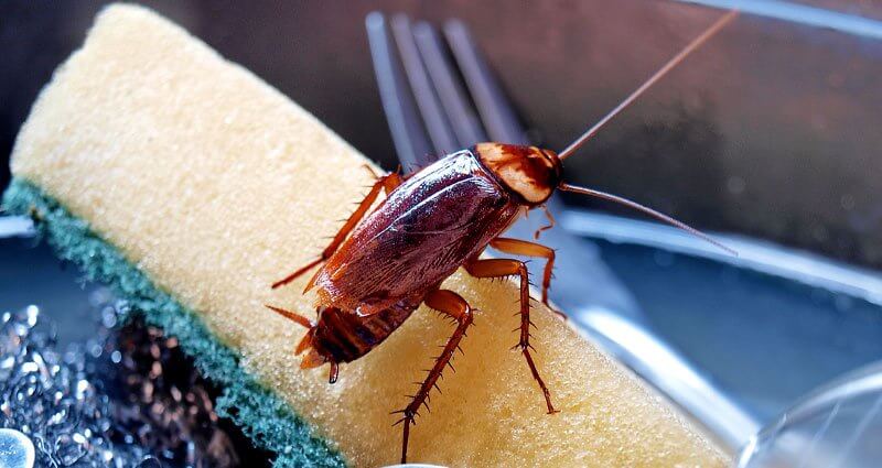 Which Pest Control Technique Is Best for Roaches