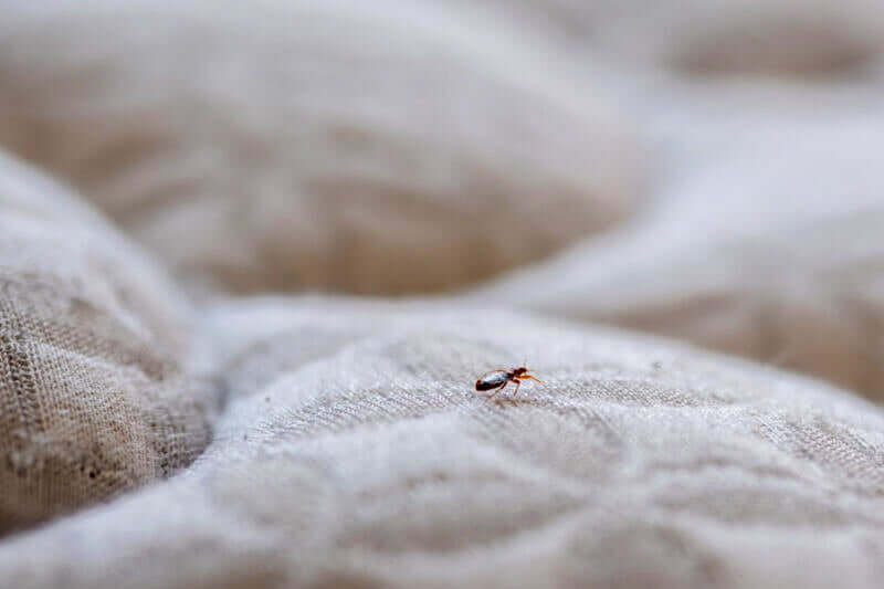 Why do bed bugs come back after pest control