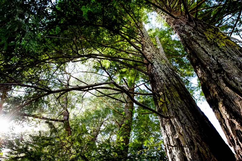 Will I hurt the environment if I remove my tree
