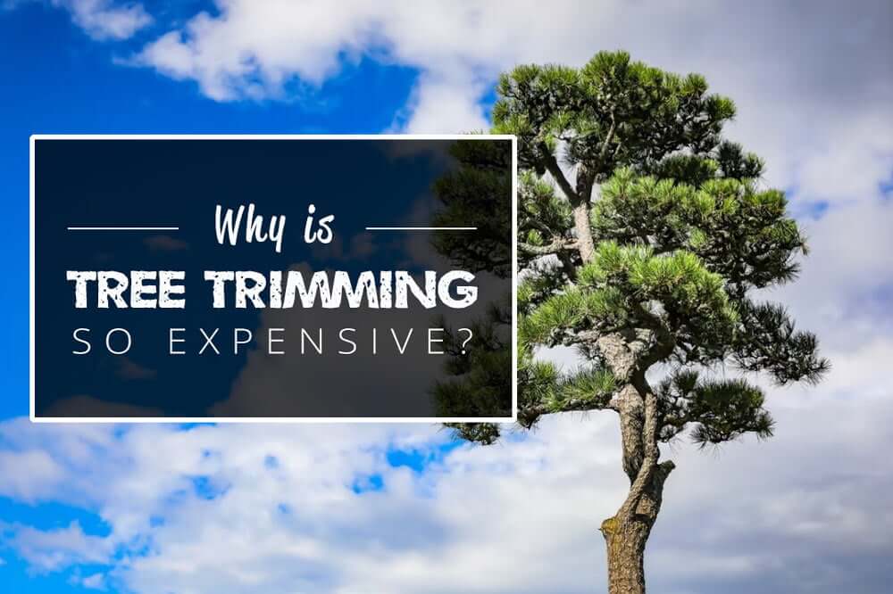 why is tree trimming so expensive