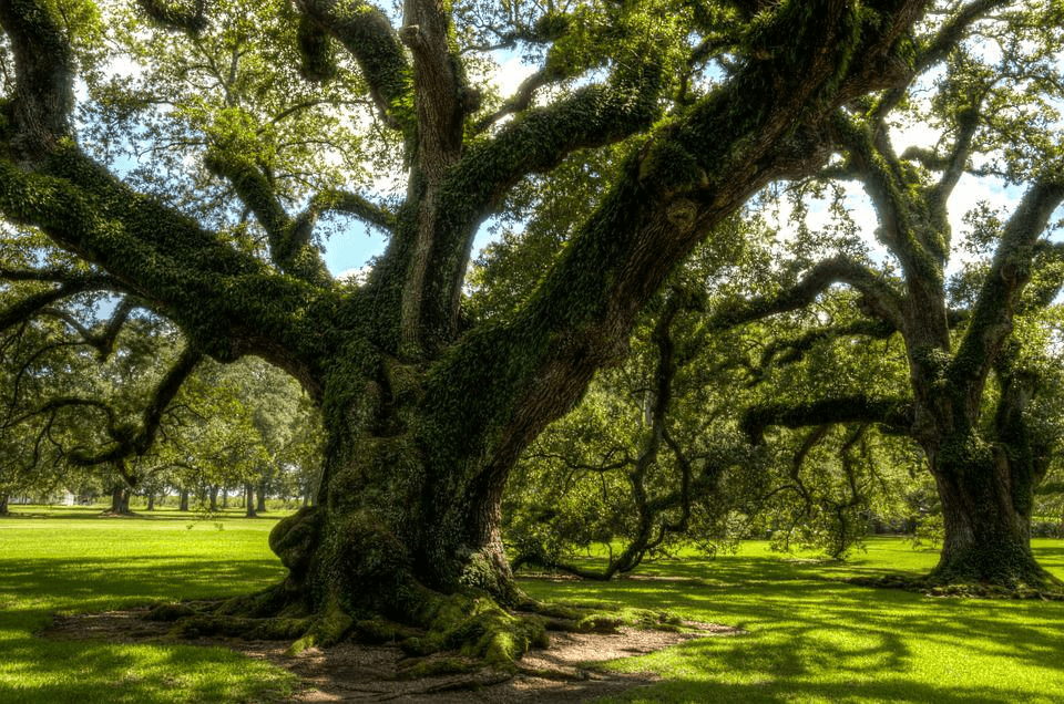 Bur oak