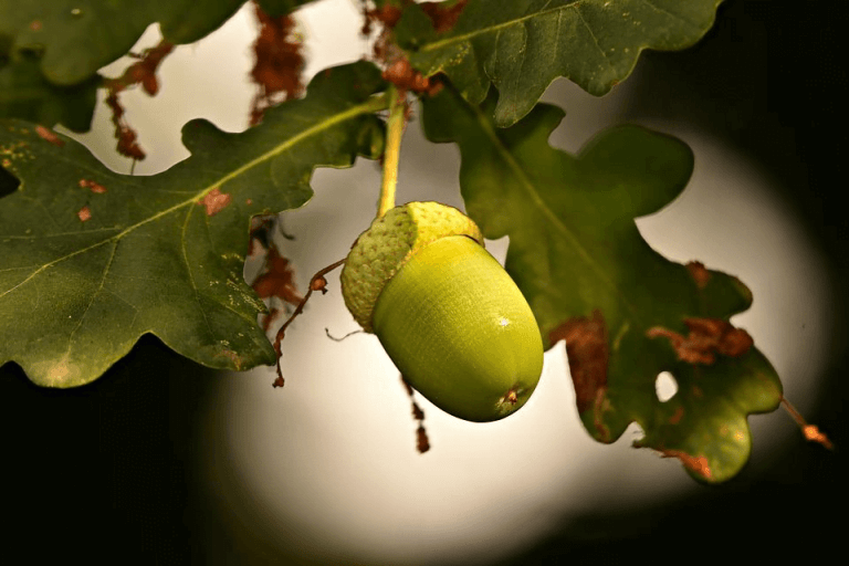 What Tree Does an Acorn Come From?