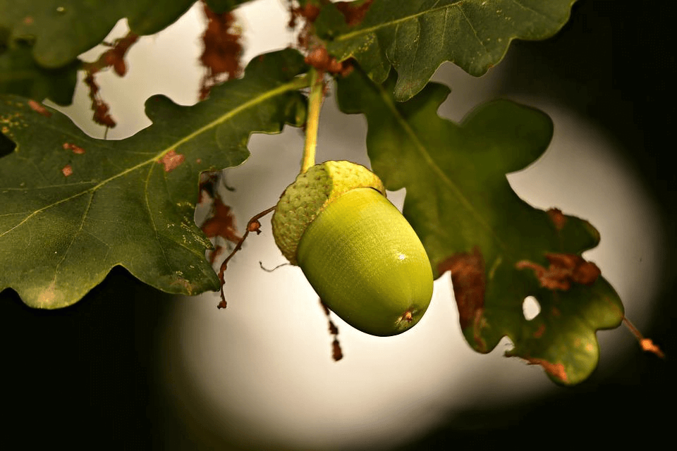 Factors affecting the production of acorns