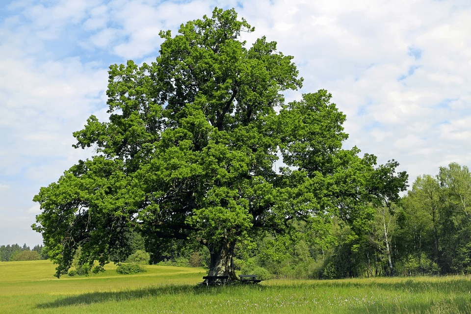 Factors that increase lifespan of oak trees