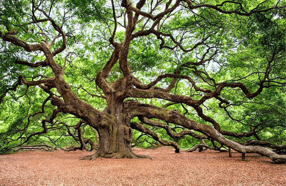 How Long Do Oak Trees Live