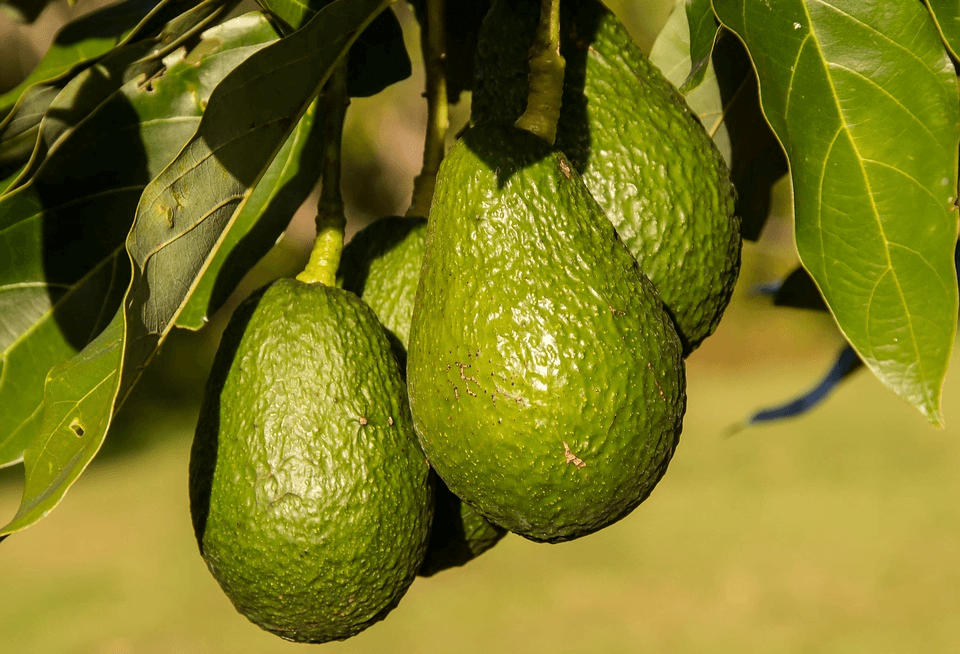 How Long Does It Take To Grow an Avocado
