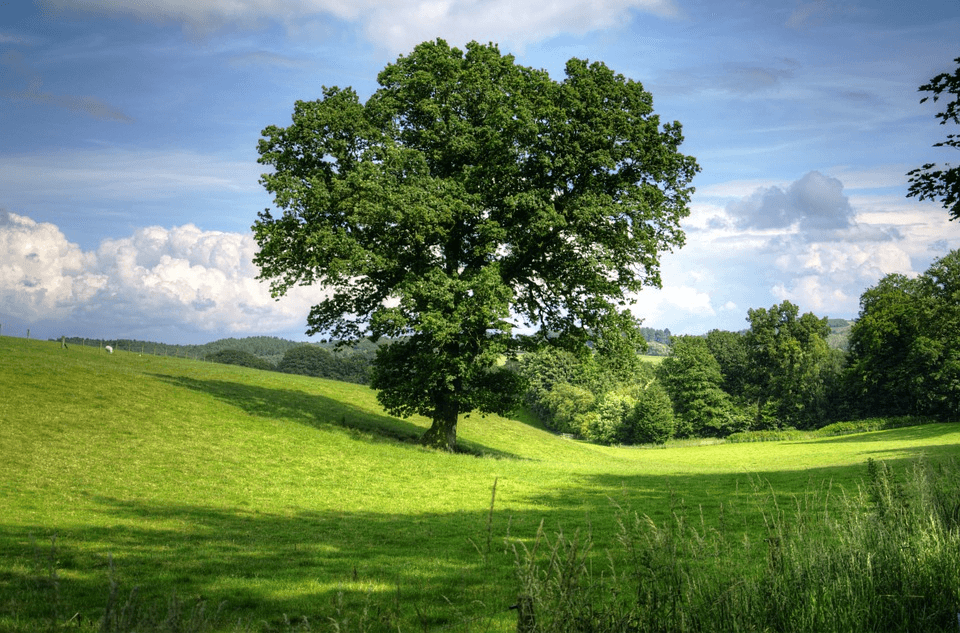 How does an acorn turn into an oak tree