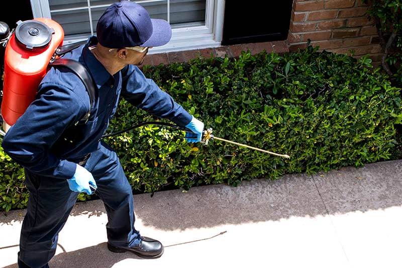 How long does pest control last