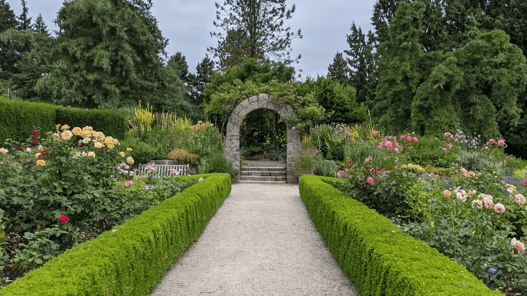 How often should hedges be trimmed